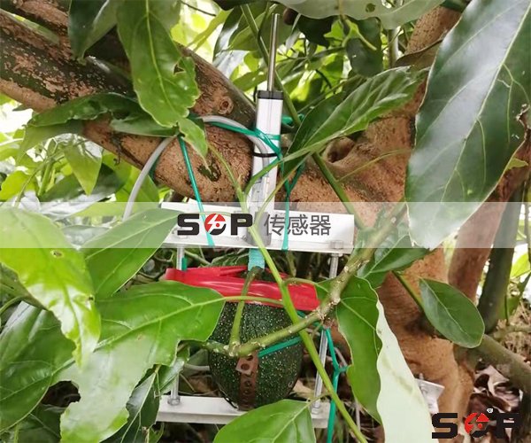 SOP自復位傳感器KTR檢測果實情況